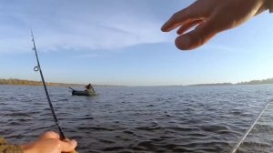 РЫБАЛКА на СУДАКА!! КАК и КОГДА клюет судак! Все секреты!