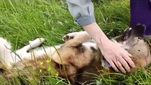 Symiko.ru | Собака Алтай ищет дом. Отдаем бесплатно. Собаки в дар в добрые руки. смотреть онлайн