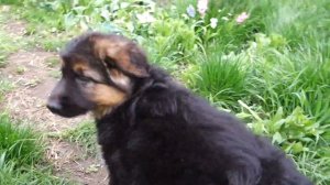 ОЧЕНЬ ЗЛОЙ ЩЕНОК Немецкой овчарки 2 мес.Child guard. German Shepherd.Odessа.