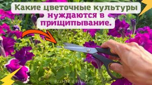 Какие цветочные культуры нуждаются в прищипывание.?