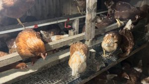 Наконец-то я его доделал. Миникурятник на 100 кур