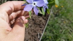 + Флокс Шиловидный (Phlox subulata) или Флокс Растопыренный (Phox divaricata)_ май 2022.mp4