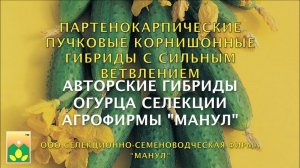 Партенокарпические пучковые корнишонные гибриды с сильным ветвлением селекции Агрофирмы "Манул"