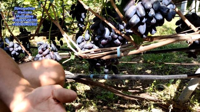 Гранд ,Новичок ,Сударь ,Подарунок доктору. смотреть онлайн