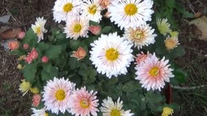 Корейские хризантемы-надежные и красивые