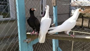 Голуби дракони | Pigeons dragons