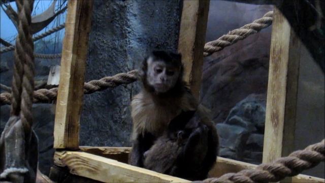 Бурый капуцин и малыш 09.04.19 смотреть онлайн