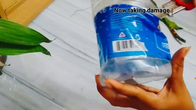Callisia Fragrans Plant|callisia Fragrans Plant In Water|basket Plant Propagation|Plants Kingdom|