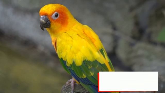 Educational Video - Zoo Animals - At the Zoo - English for Kids - Kids Vocabulary смотреть онлайн