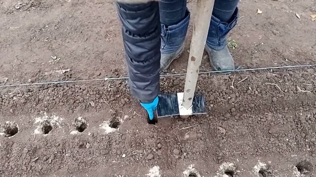 Посадка озимого чеснока осенью