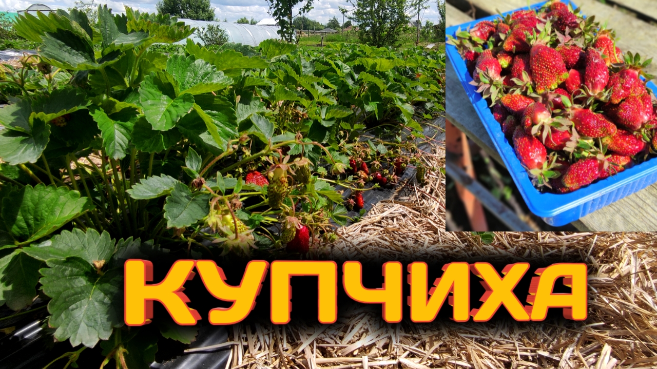 Аромат супер. Купчиха, плодоношение. Belklubnika.by.mp4 смотреть онлайн