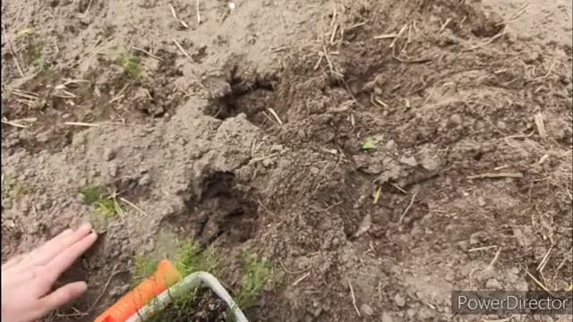 Спаржа. Высадка рассады в открытый грунт. 3 этап