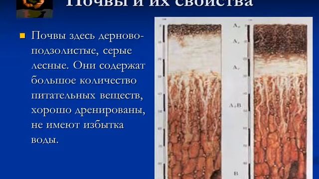 Природная зона смешанных и широколиственных лесов смотреть онлайн