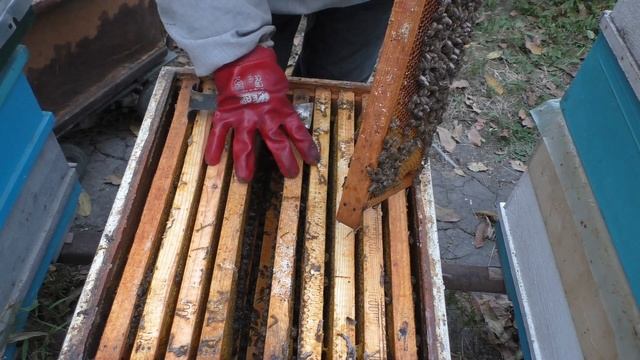 Гнездо на 145 рамку, сборка в зиму.Пчеловодство 2021 (12.10.2021)