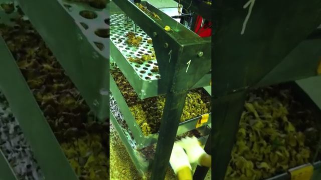 переработка кедрового ореха, шишкодробилка. смотреть онлайн