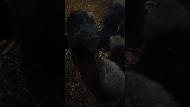 Огромные крысы с размер кота ну а вообще Нутрии ))) смотреть онлайн