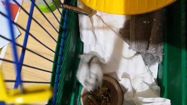 Хомячок крутит колесо смотреть онлайн