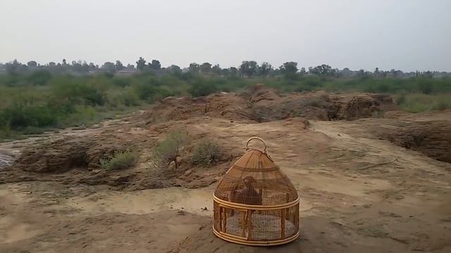 Турачи (Франколины) Black francolin (Francolinus francolinus)