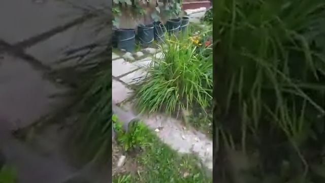 Осенние цветы нашего сада. смотреть онлайн