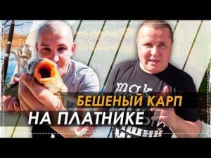 Бешеный Карп Клюёт НА Всё Платник / Мясо в Казане с Овощами