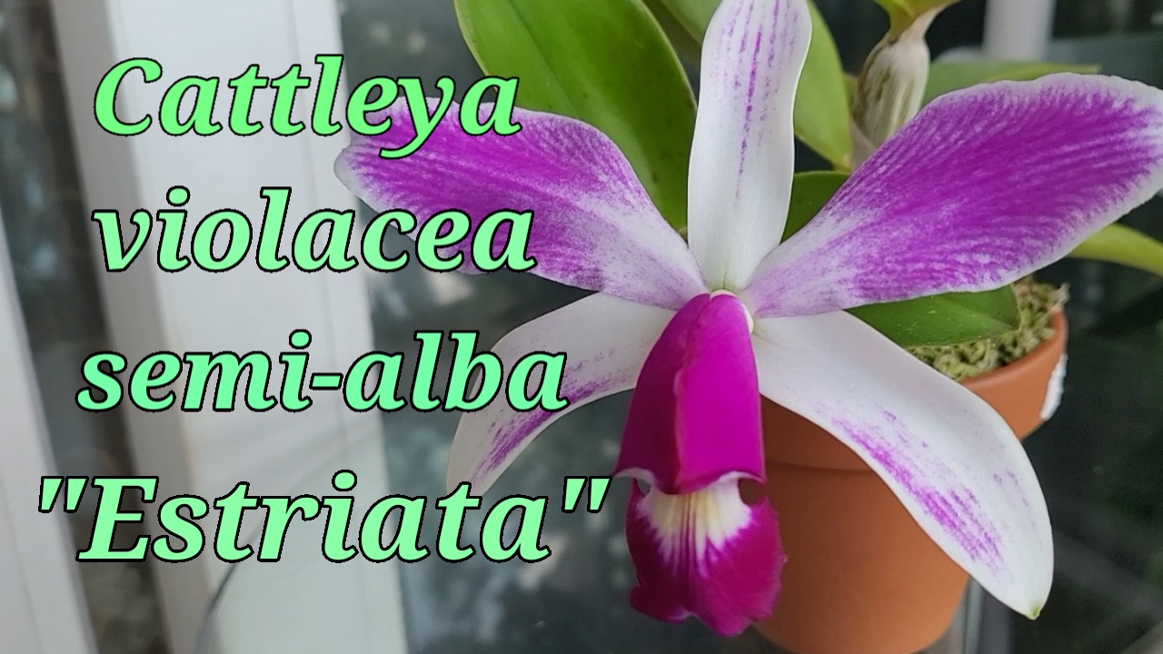 Cattleya violacea Semi Alba