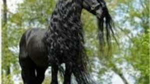 Ваня Лёша Лабано О бэрша прастан Караоке