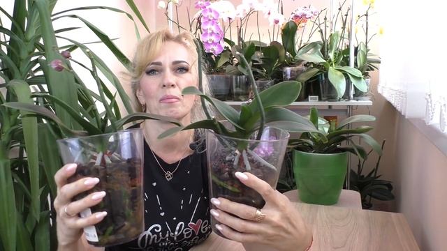 Орхидеи САКУРЫ, НЕОЖИДАННОСТЬ./ ПОЛЕЗНОЕ приобретение от вредителей на орхидеях. смотреть онлайн