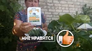 Лидирует огурец Эстафета f1 и подкормка удобрением Грогрин NPK 17-10-32