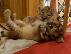 Львят в японском зоопарке разрешили потрогать