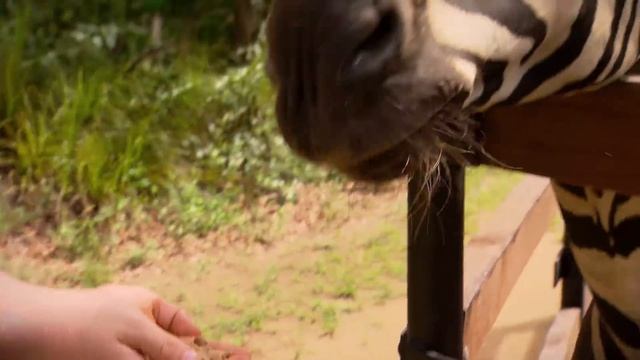 Robert Irwin's Australia Zoo Tour | Irwin Family Adventures смотреть онлайн