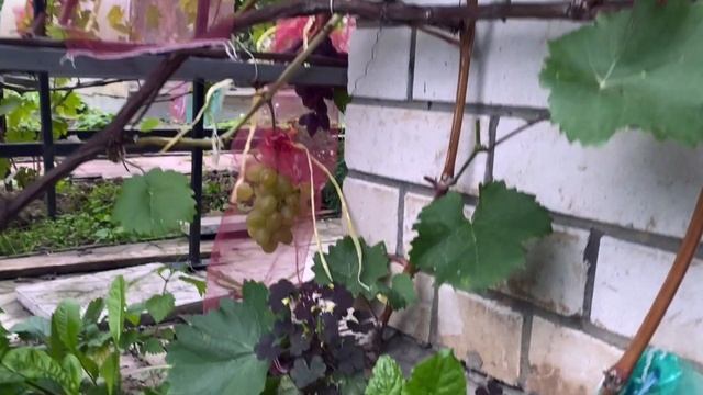 Виноград Супер Экстра в северном Подмосковье или рабочая лошадка от Павловского
