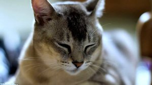 Породаа кошек. Бурмила короткошерстная.Очень привязана к человеку.