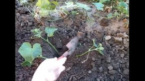 Размножение огурца черенками. Высадка укоренённых плетей огурца в грунт
