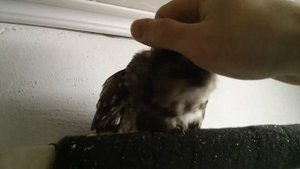 Chivchiv / мохноногий сыч Бо