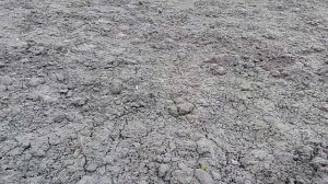 Яровой чеснок. Зимняя посадка. Причины посадок под зиму. Всходы на 16. 03.19г.