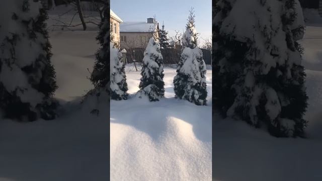 Как уберечь тую от солнечных ожогов смотреть онлайн