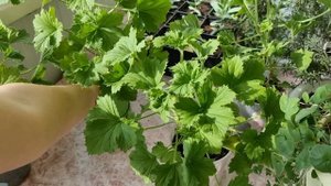 Как сформировать Королевскую Пеларгонию в начале весны в пышный куст и заставить цвести