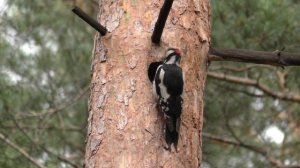 Птенец пестрого дятла в дупле | Woodpecker chick at the nest