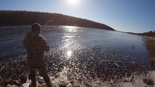 Лосось,Сёмга,Кумжа первый сход в сезоне 2019 смотреть онлайн