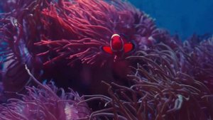 Aquarium 4K VIDEO (ULTRA HD)  - Relaxing Sleep Meditation Music