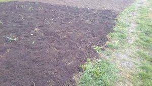 Индюшачий помет с опилками осенью. удобрение земли. внесение навоза