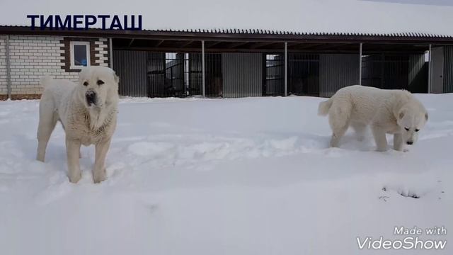 Среднеазиатские овчарки питомника Тимерташ www.timertash.ru смотреть онлайн