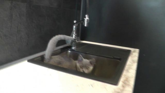 Милый котенок (funny kitten) смотреть онлайн