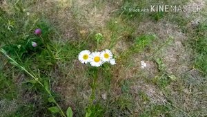 Сколько можно собрать ЧЕРНИКИ за 5ч ?