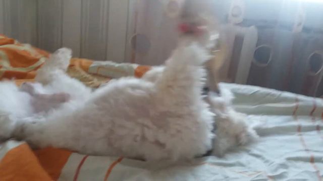 Мальтезе грызет тапочки. смотреть онлайн