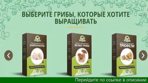Выращивание Белых Грибов