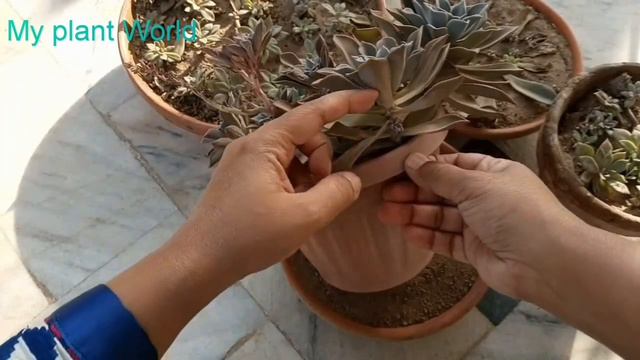 leaf propagation of echeveria   Propagate succulents  succulents soil propagation from leaves