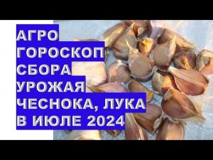 Агрогороскоп сбора урожая чеснока лука в июле 2024 Agrogoroscope of garlic and onion harvest in July