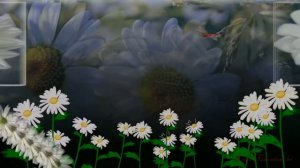 Ромашки.Красивое видео, красивая песня для друзей!