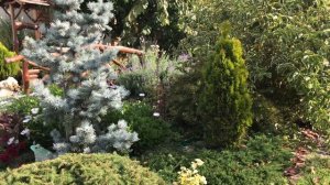Хвойные растения осенью.  Подготовка хвойных к зиме